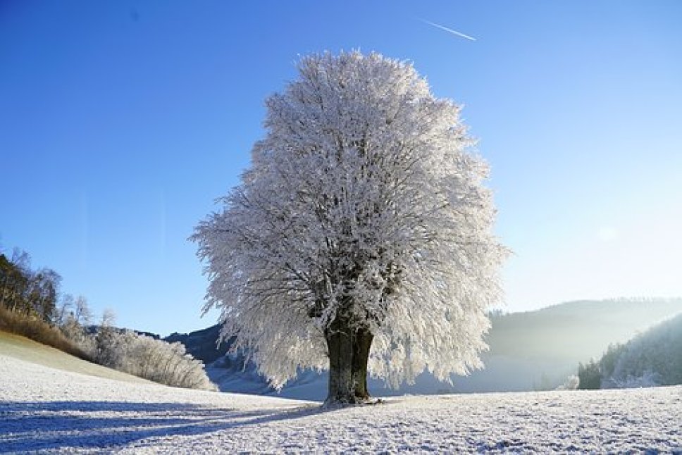 Winter-baum