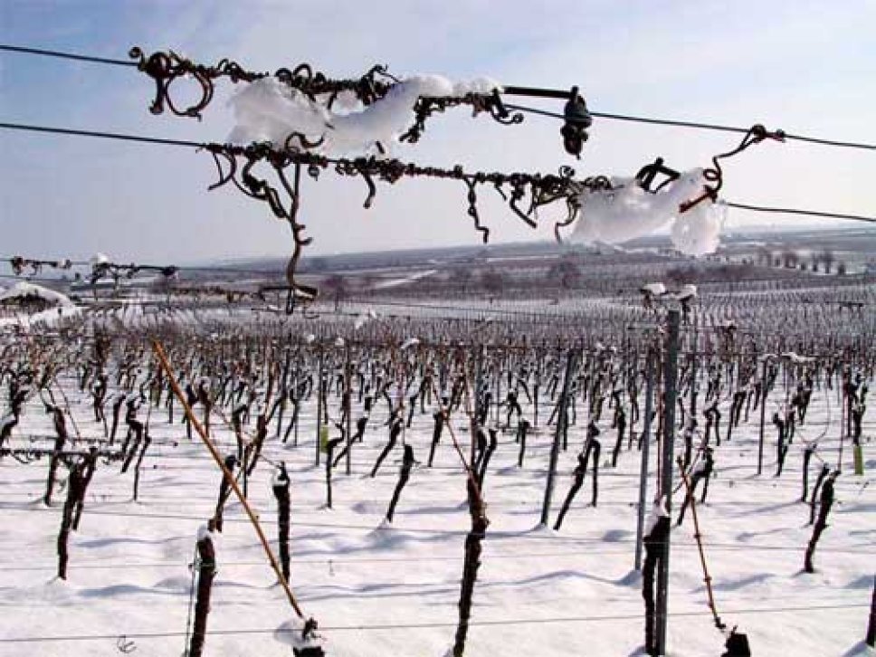 Teaser Weinwanderung Badduerkheim