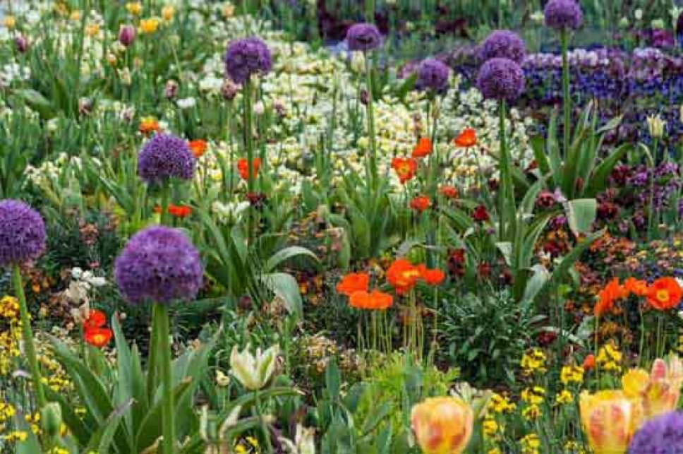 Buga Blumenbeet