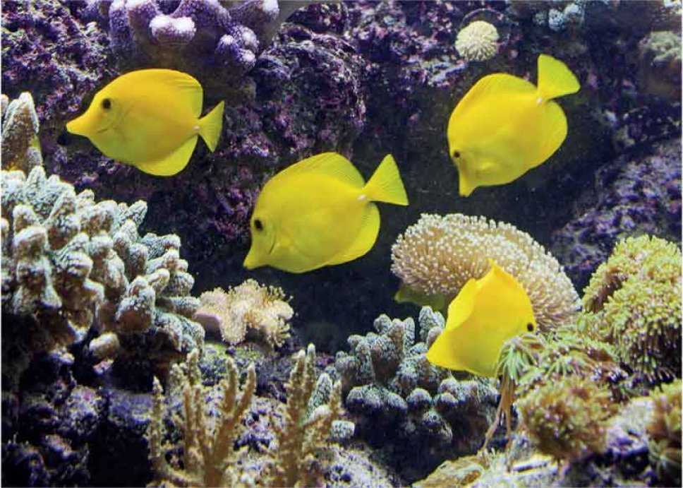 Fische in einem Aquarium