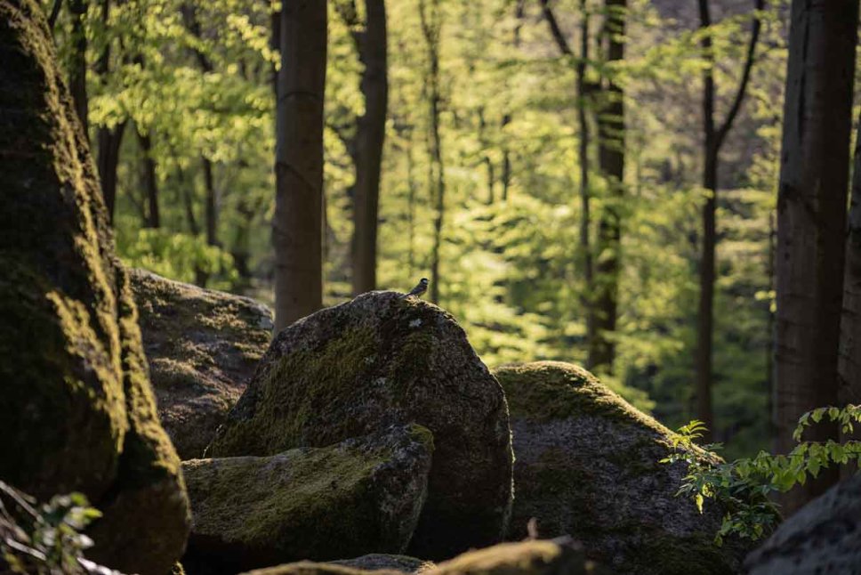 Moosbedeckter Felsen mit Meise