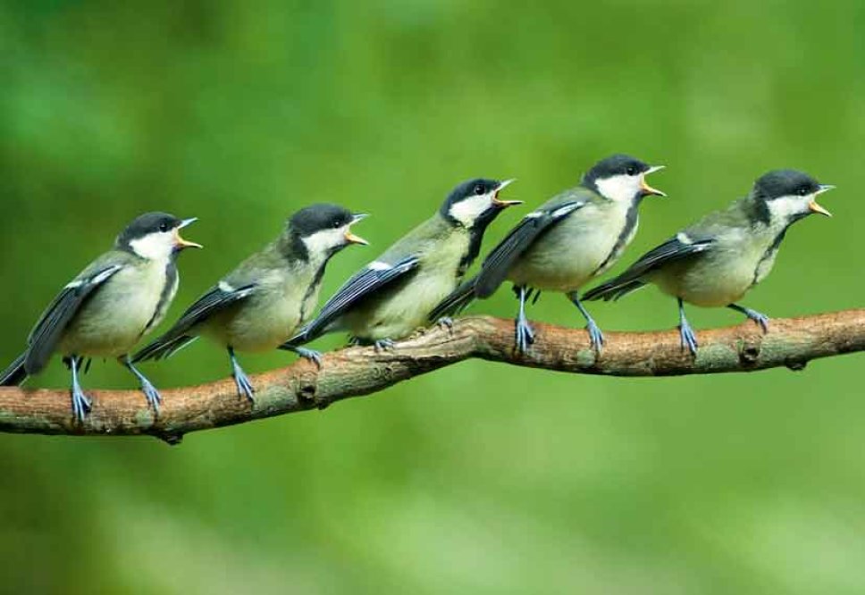 5 Vögel sitzen auf einem Ast
