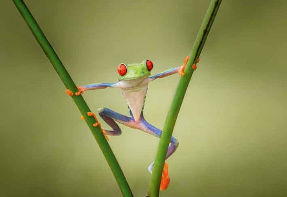 Teaser-frosch-gewinnsp