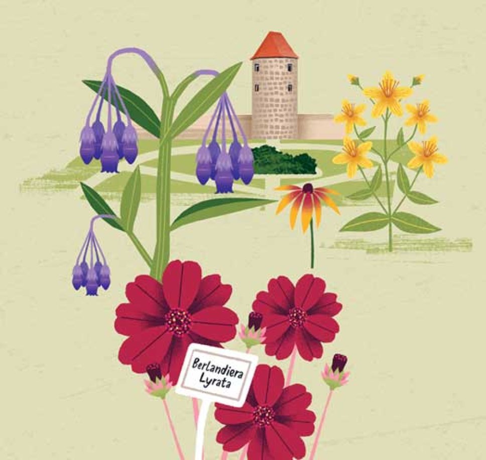Blumenillustration