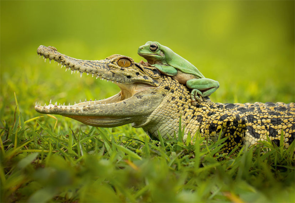 Krokodil