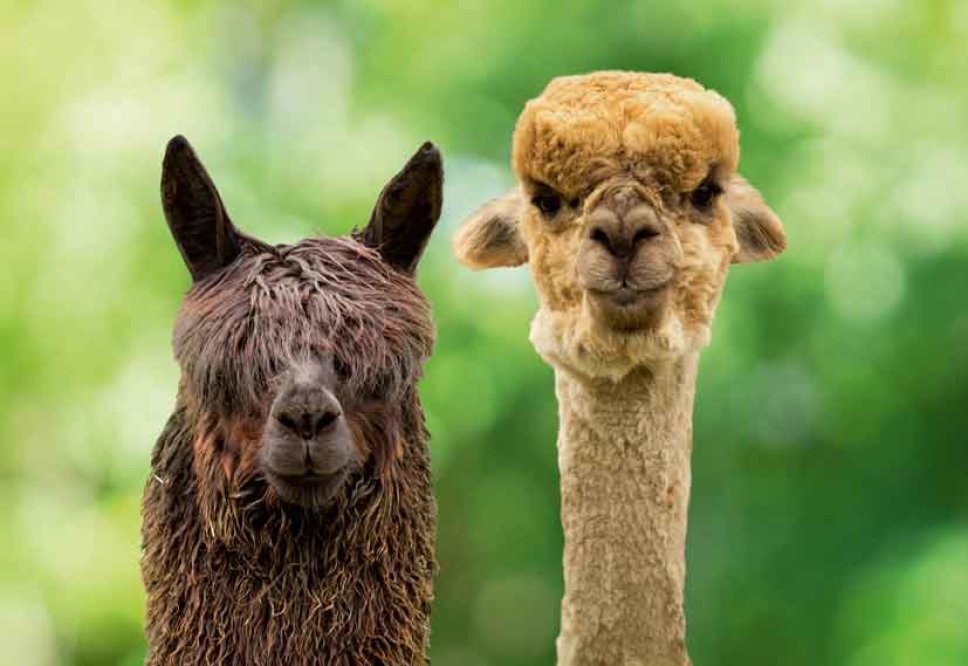 Ein Lama und ein Alpaka
